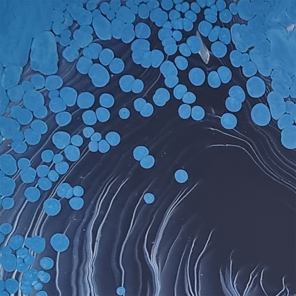 blue whales - 1